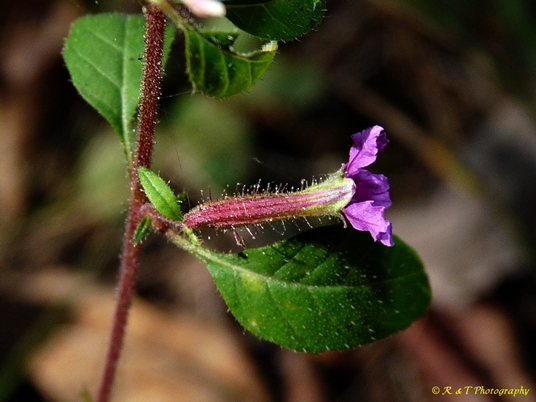 {Cuphea viscosissima}